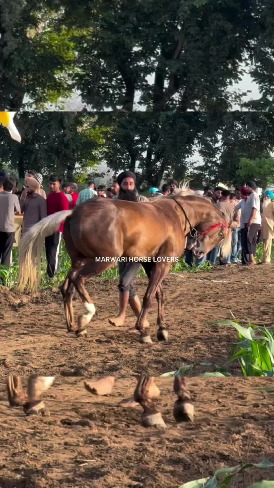 @🏇 MARWARI HORSE RACING 🏇