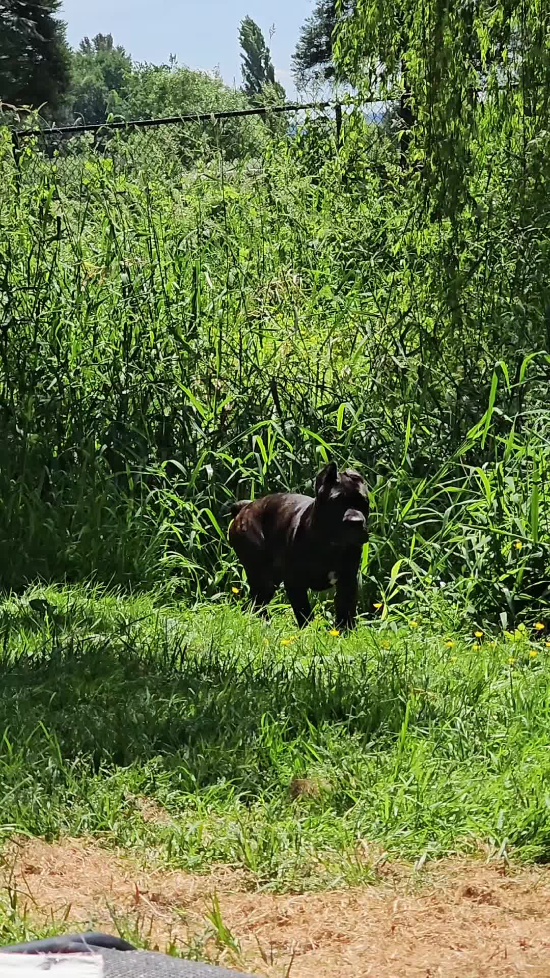 @SalmonCreekCaneCorso