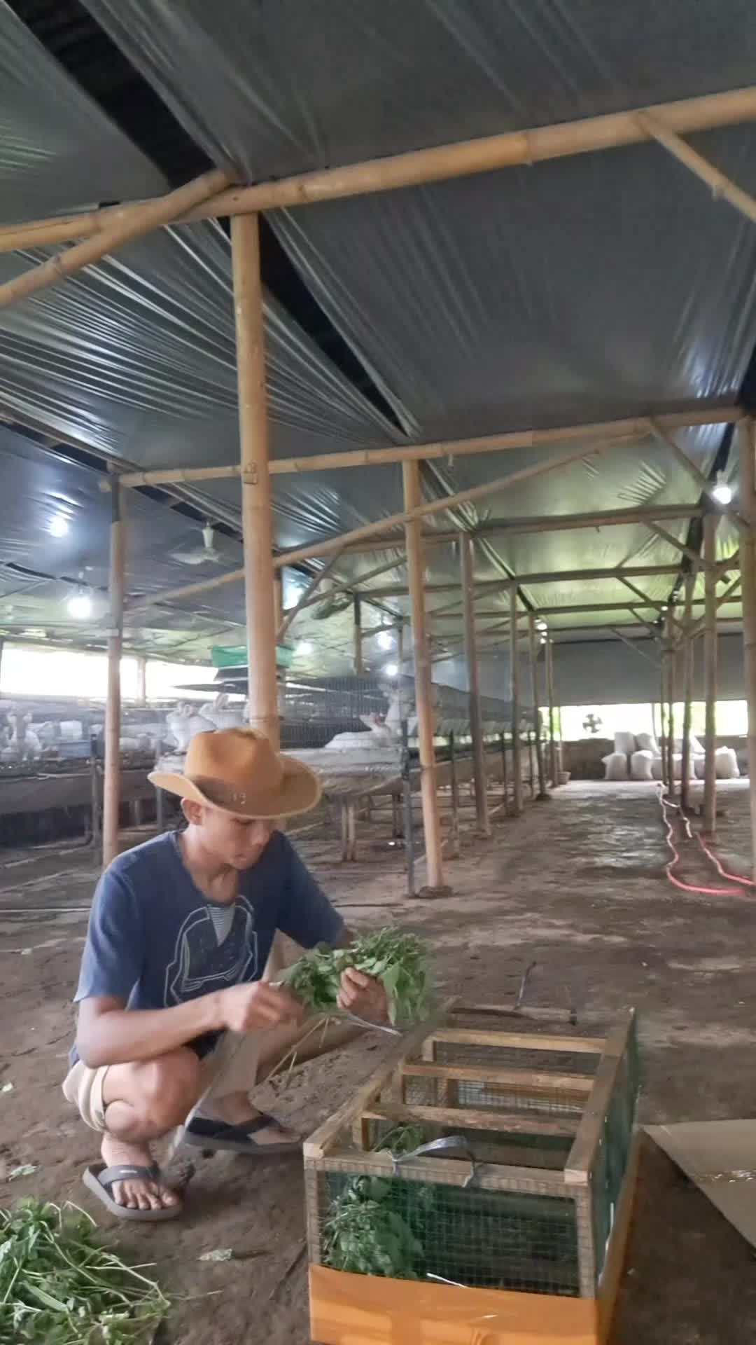 @Dinaraya farm