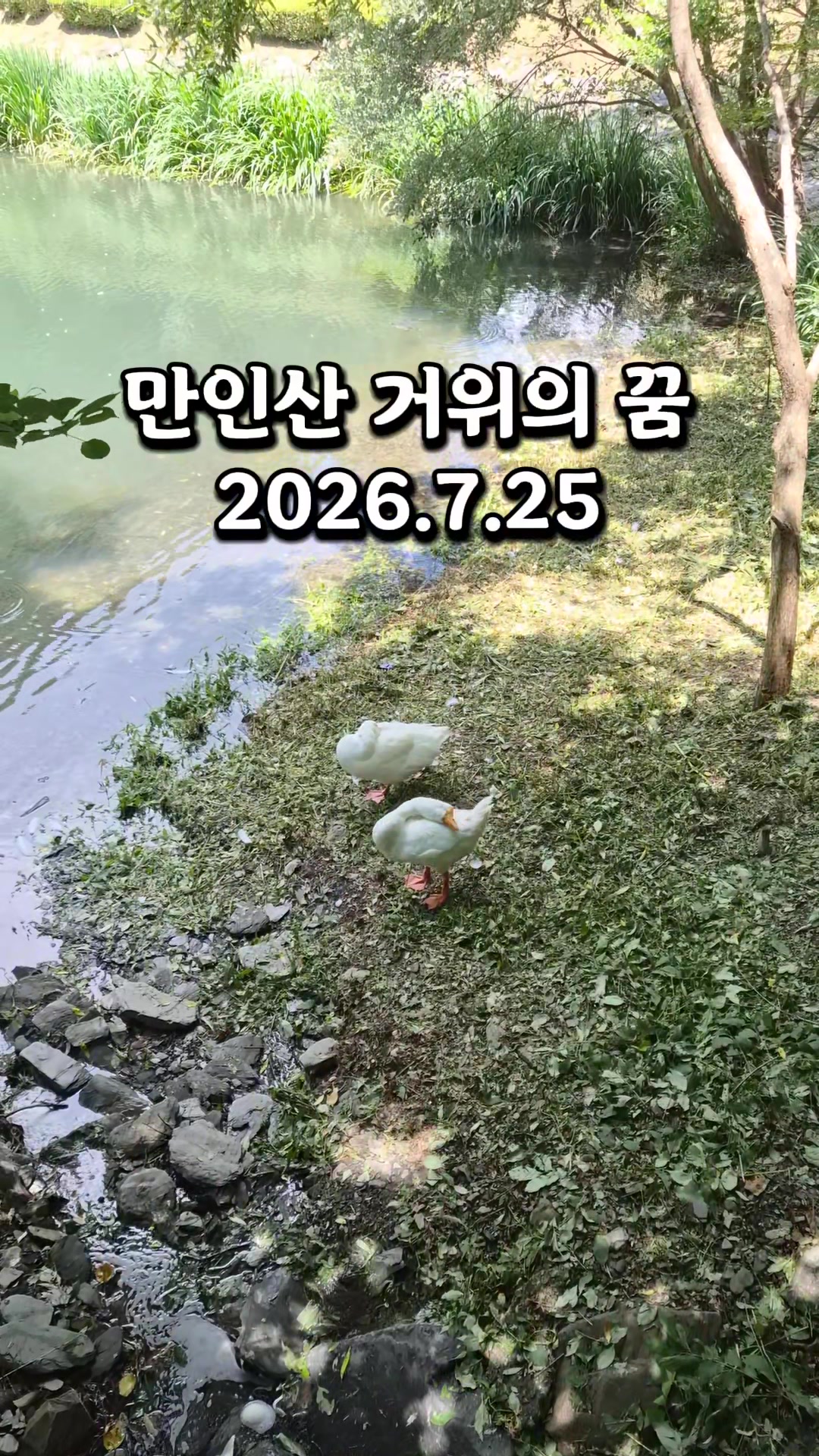 @지니힐즈