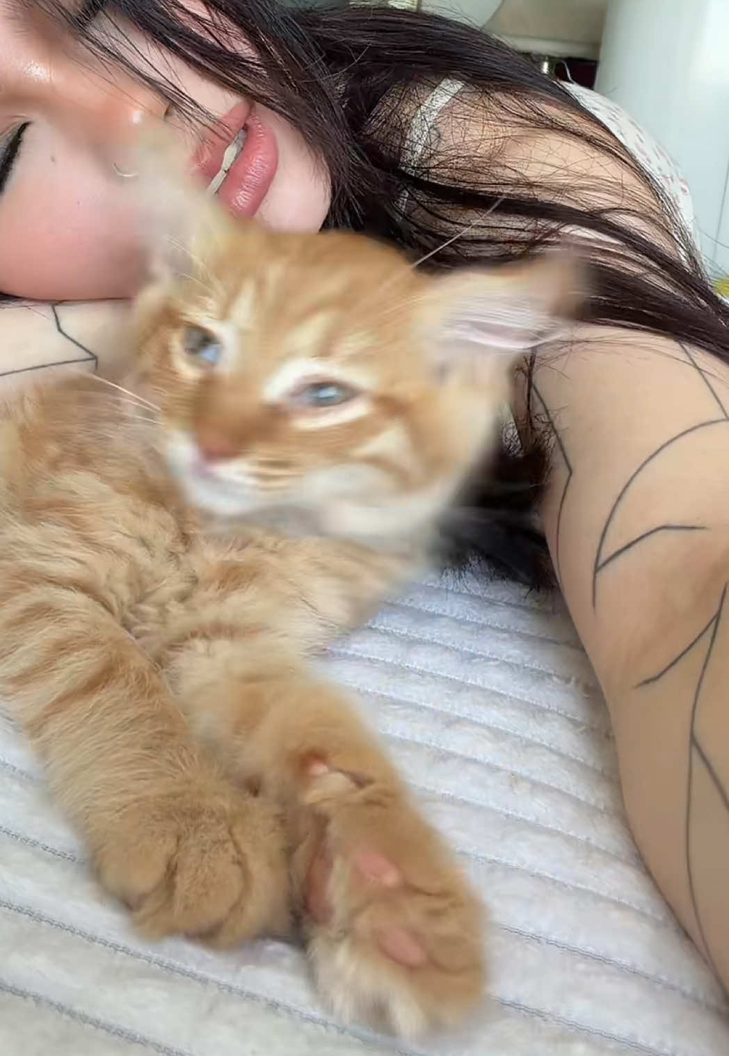 @shredder.tat