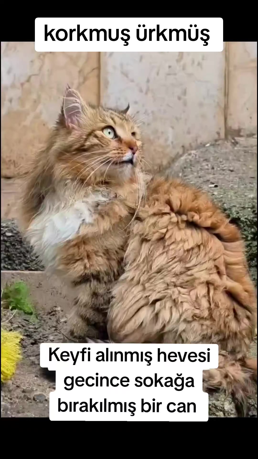 @MUSTAFA38