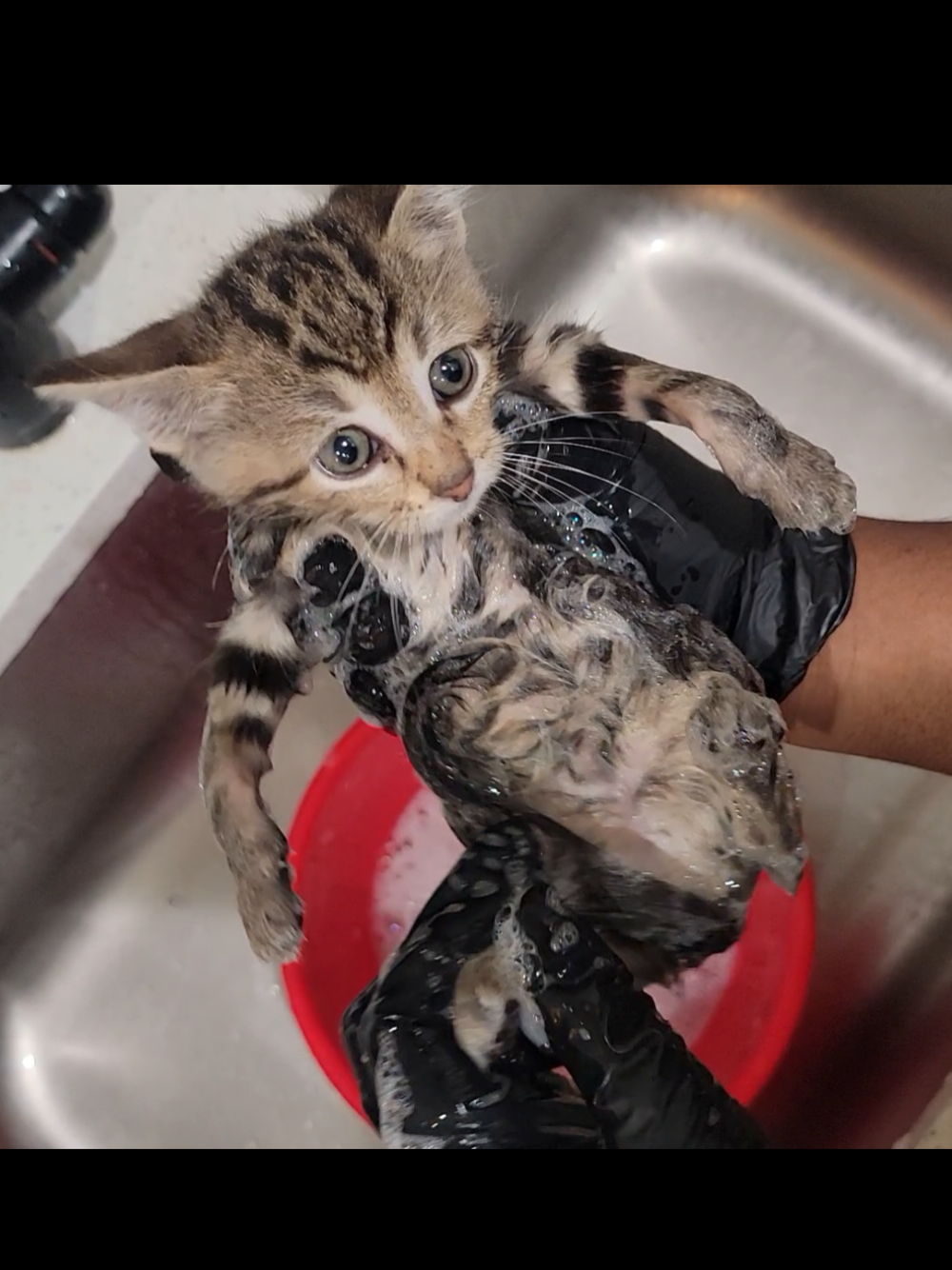 @Kata Kitty