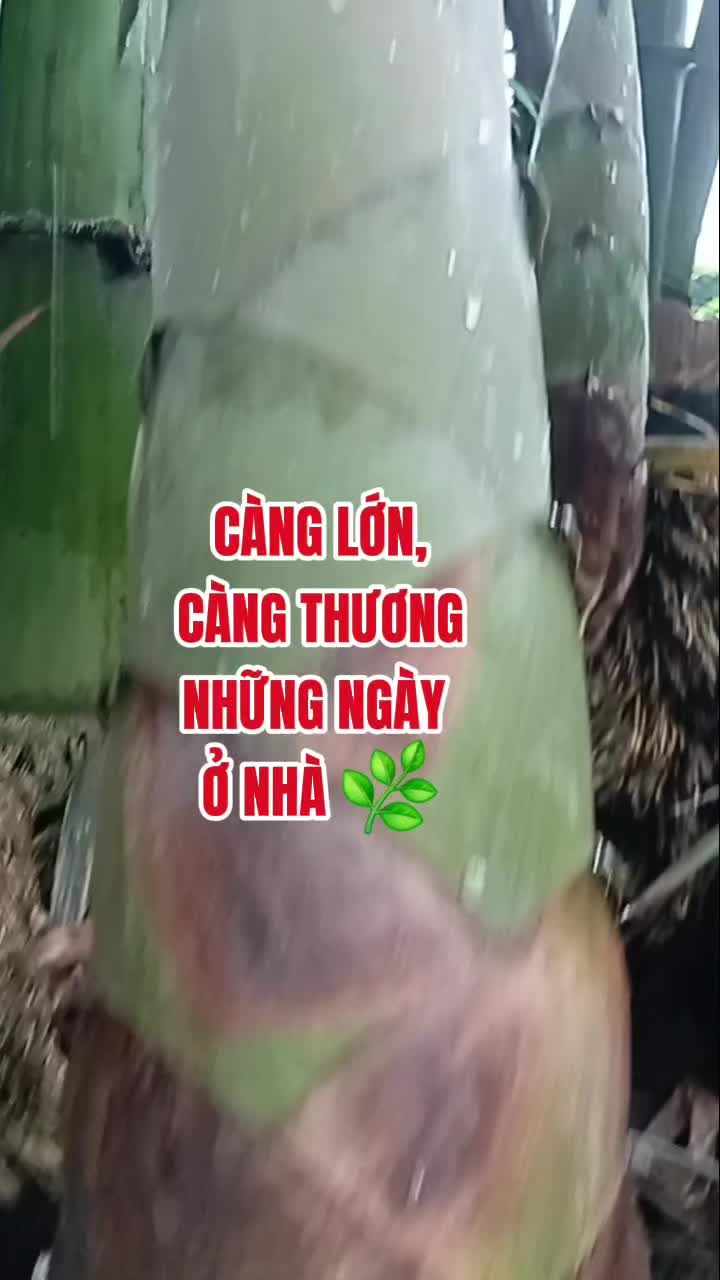 @Tạp hóa Khang Khang
