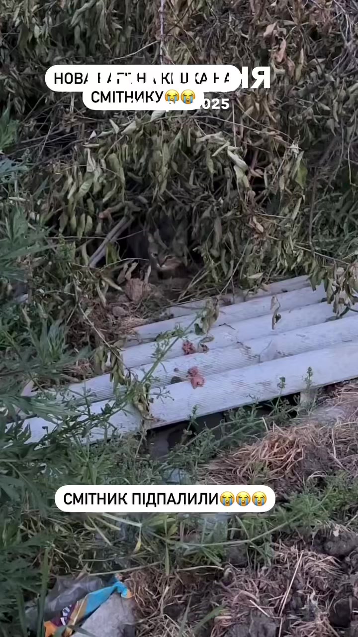 @Світлана Ткачук