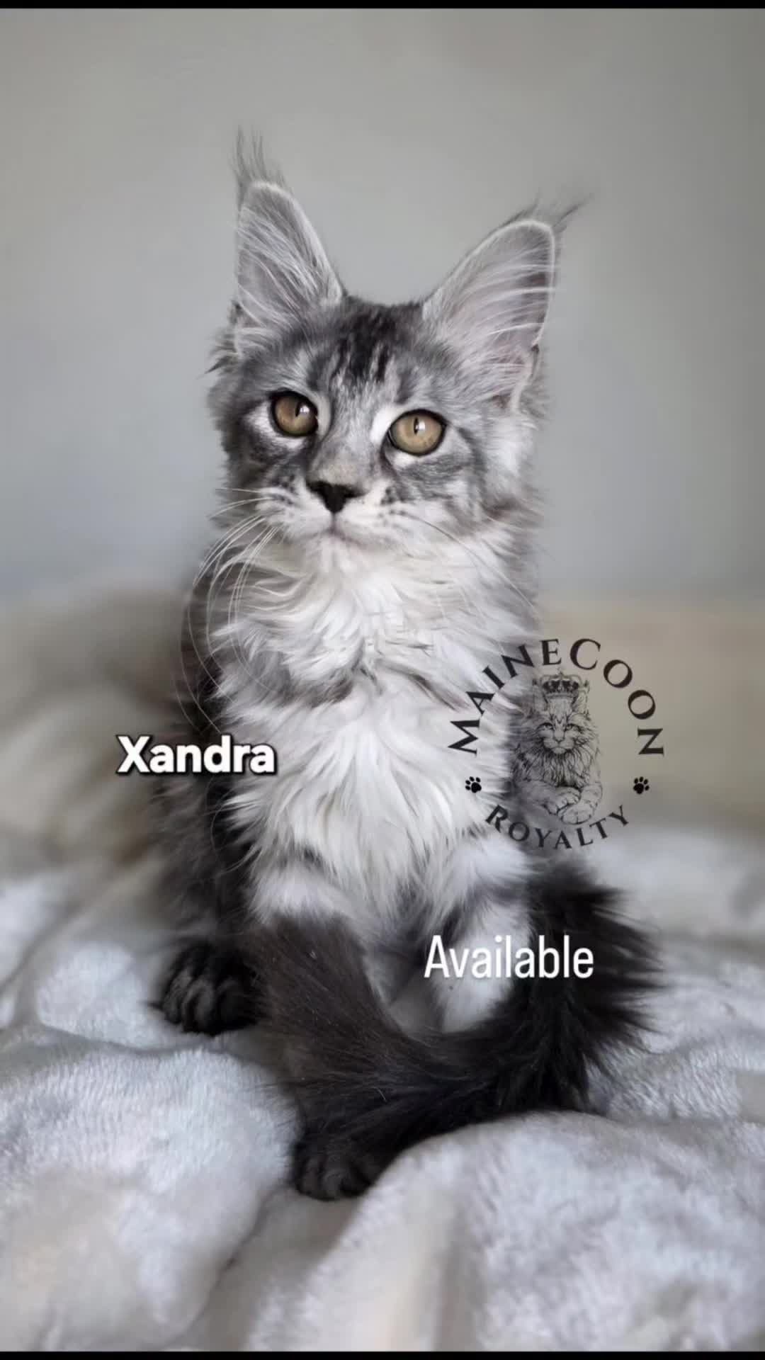 @MaineCoon Royalty