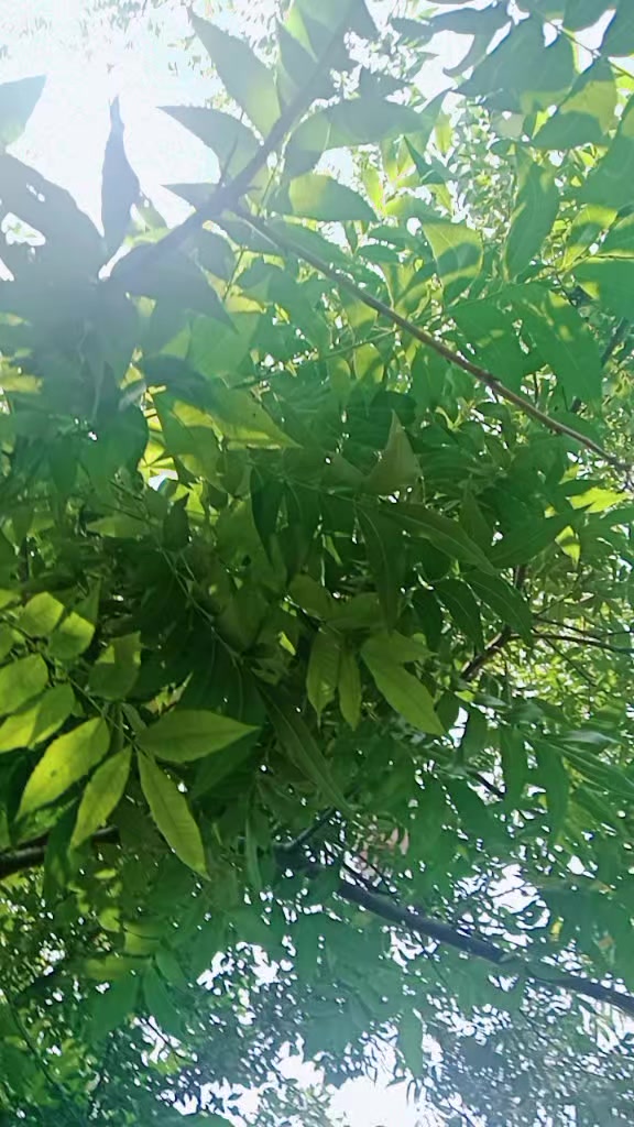 @dikshya 444