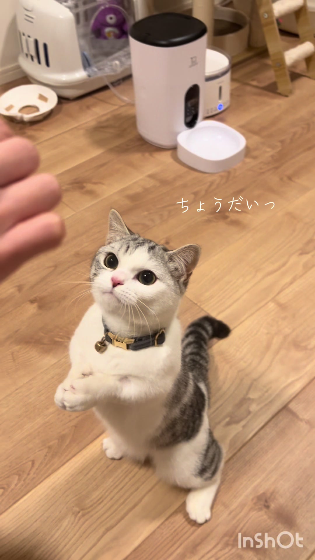 @短足マンチのえる♂