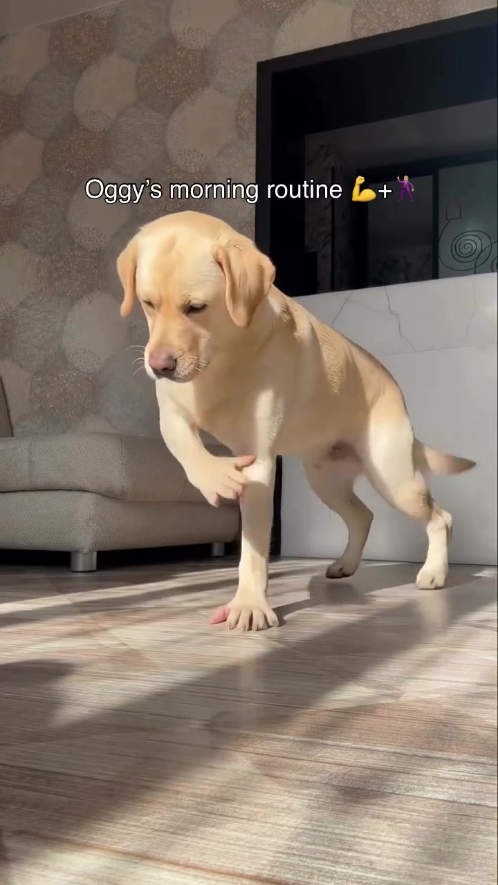 @PetFitness