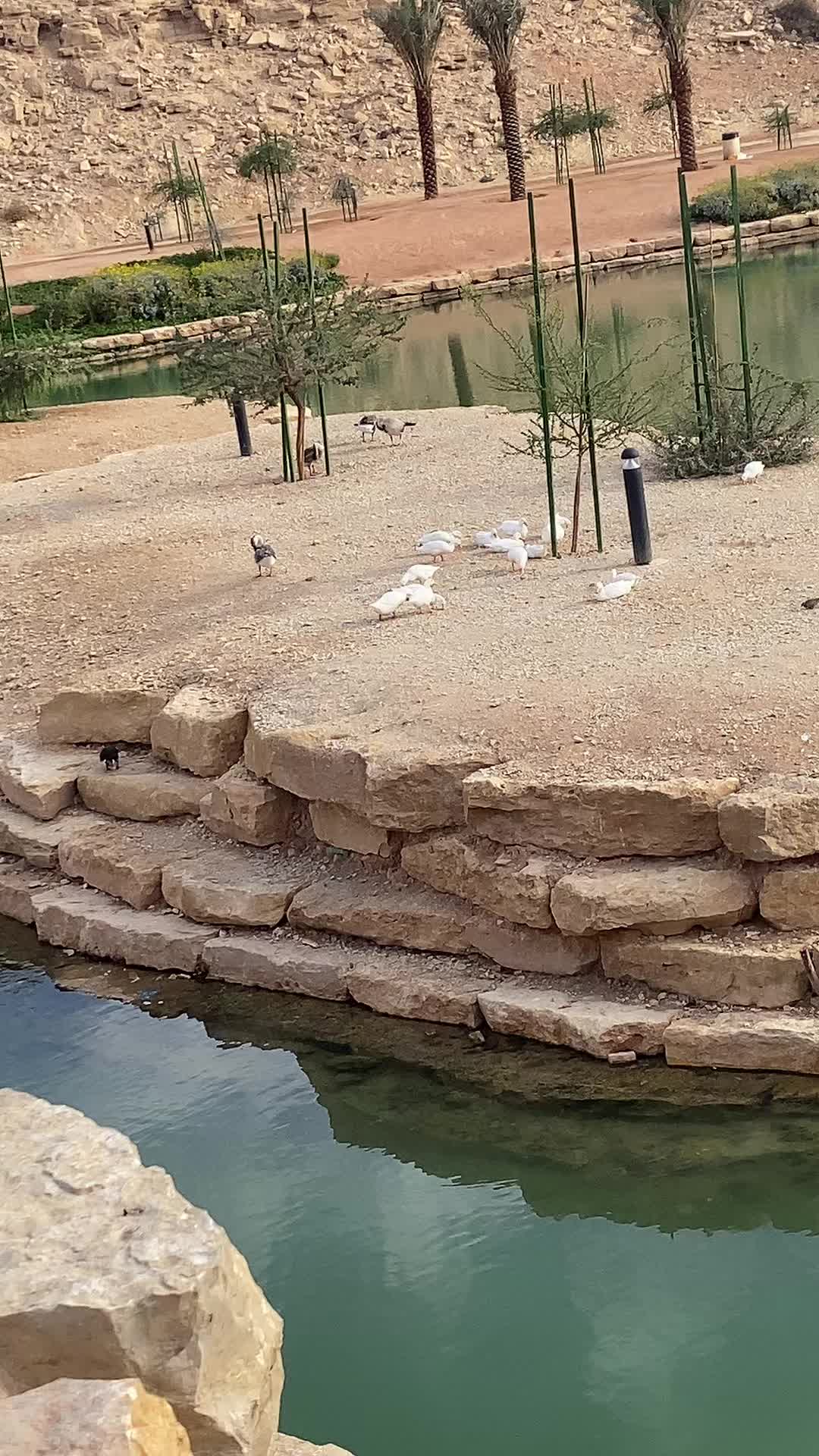 @سعود