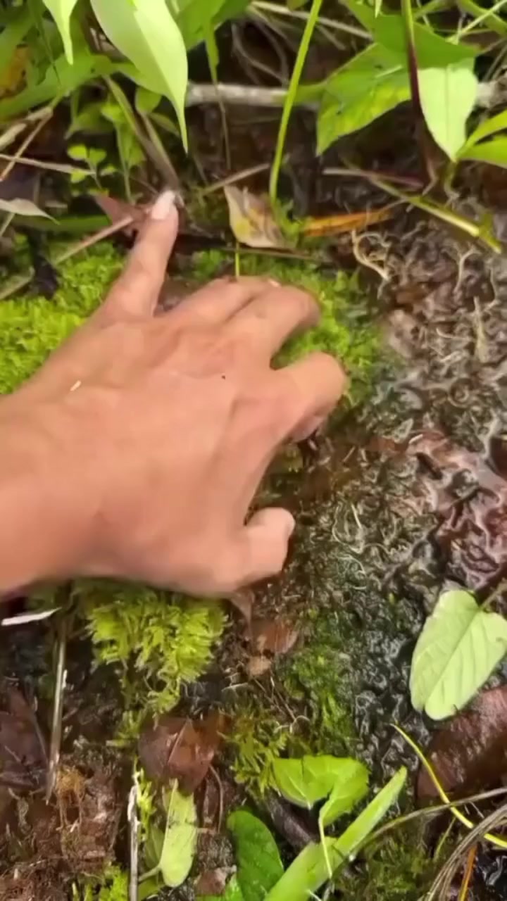 @chu