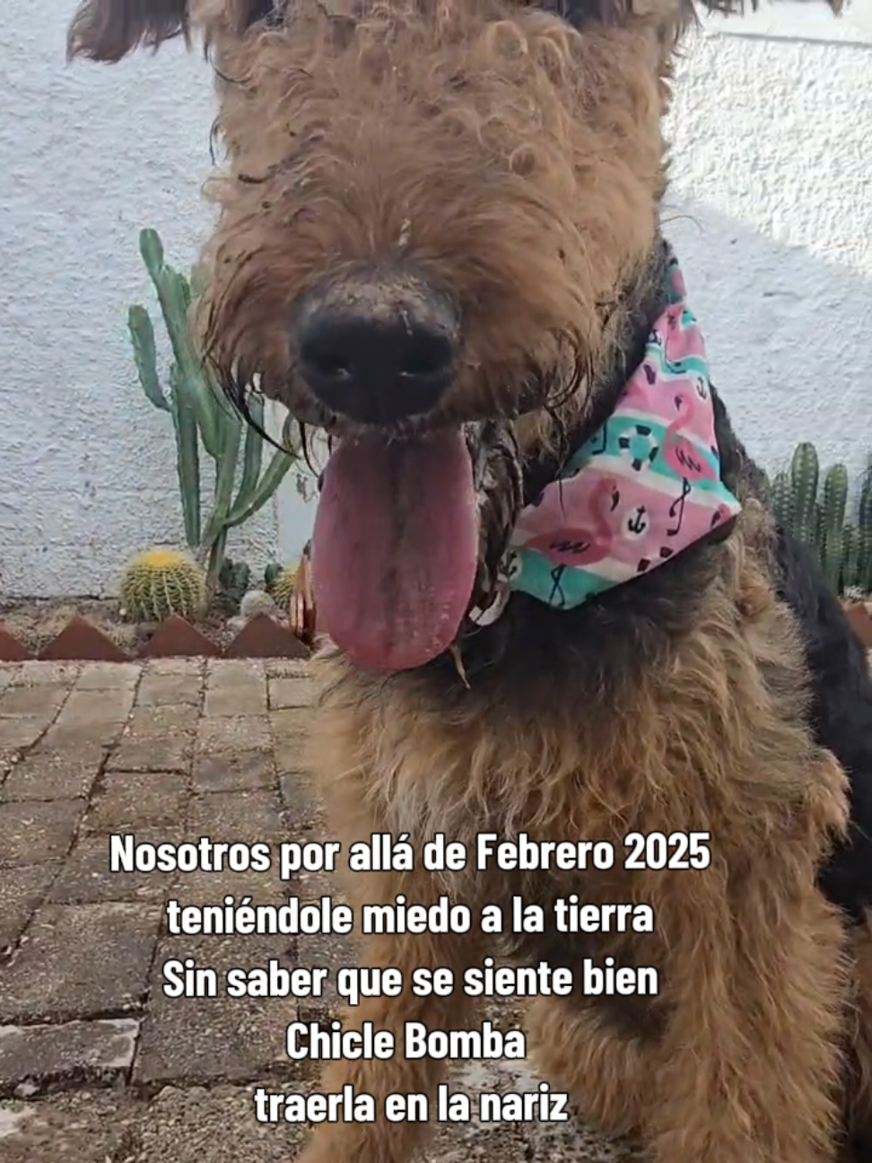 @Trufa Y M&aacute;ximo🐾Airedales