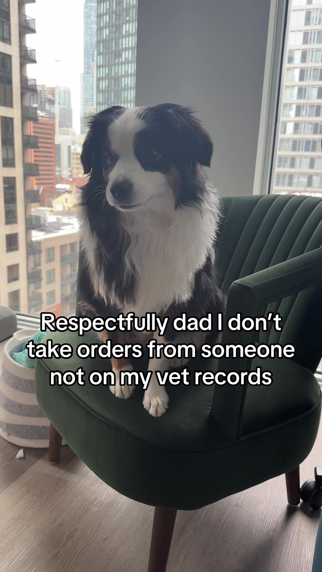 @Bonita.The.Mini.Aussie
