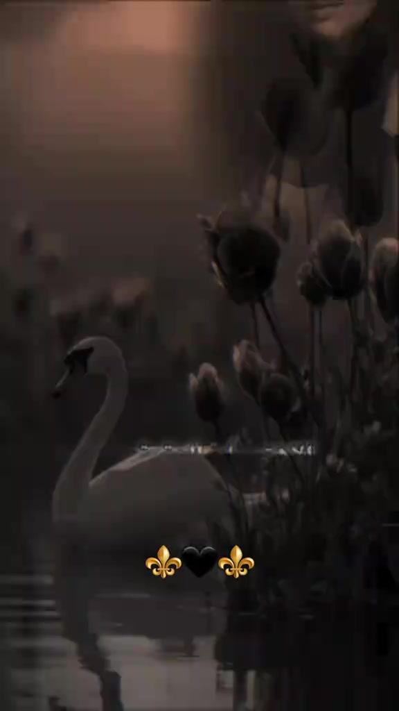 @بت الملوك 👑👑