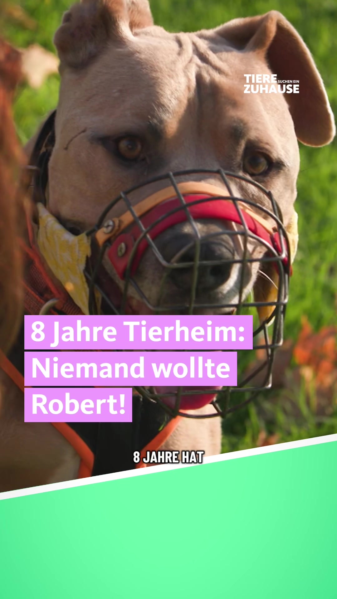 @Tiere suchen ein Zuhause