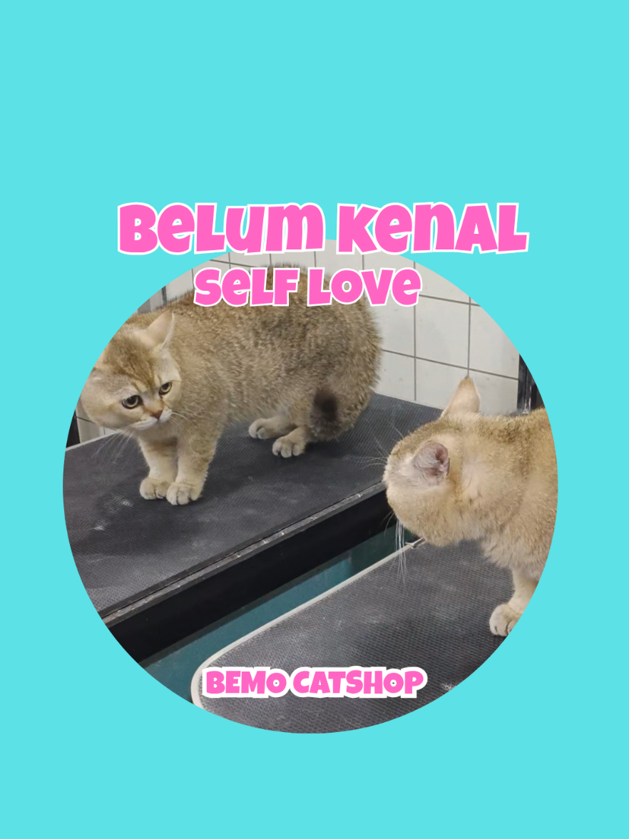 @Bemo Catshop