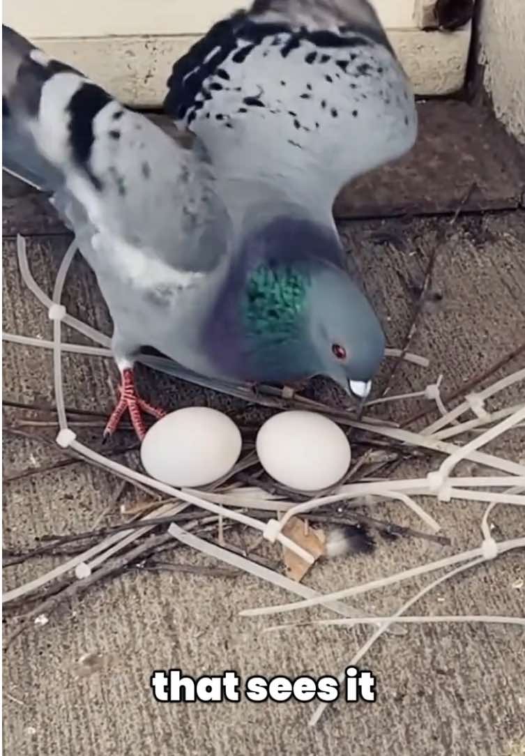 @thebirdlens