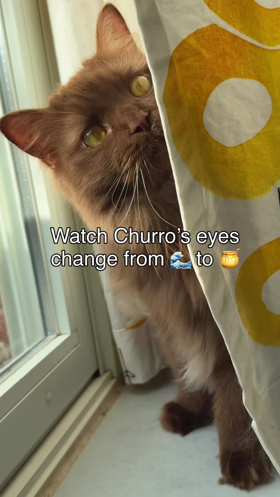 @Churro the Cinnamon Ragdoll 🤎