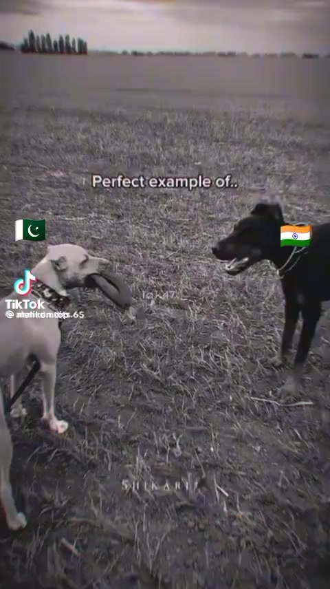 @rihan malik