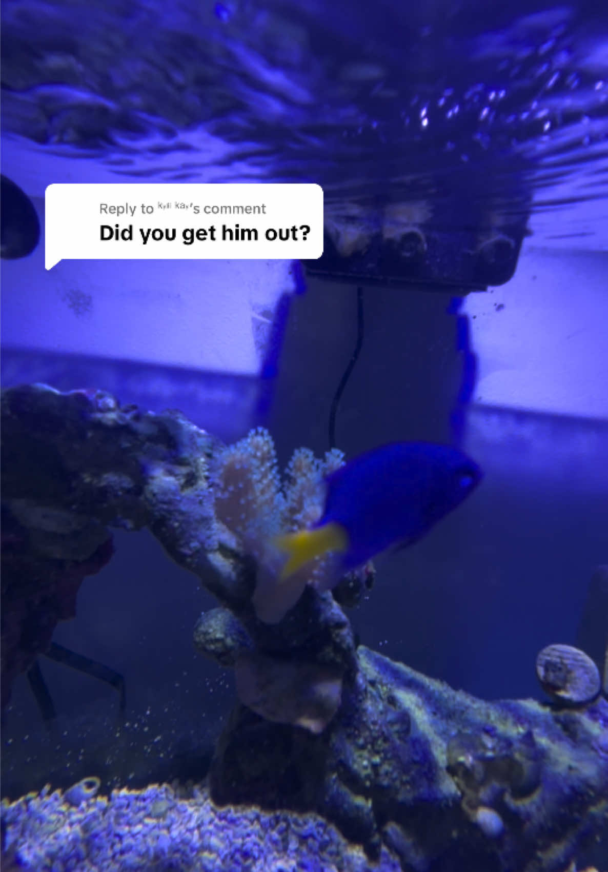 @ReefSync