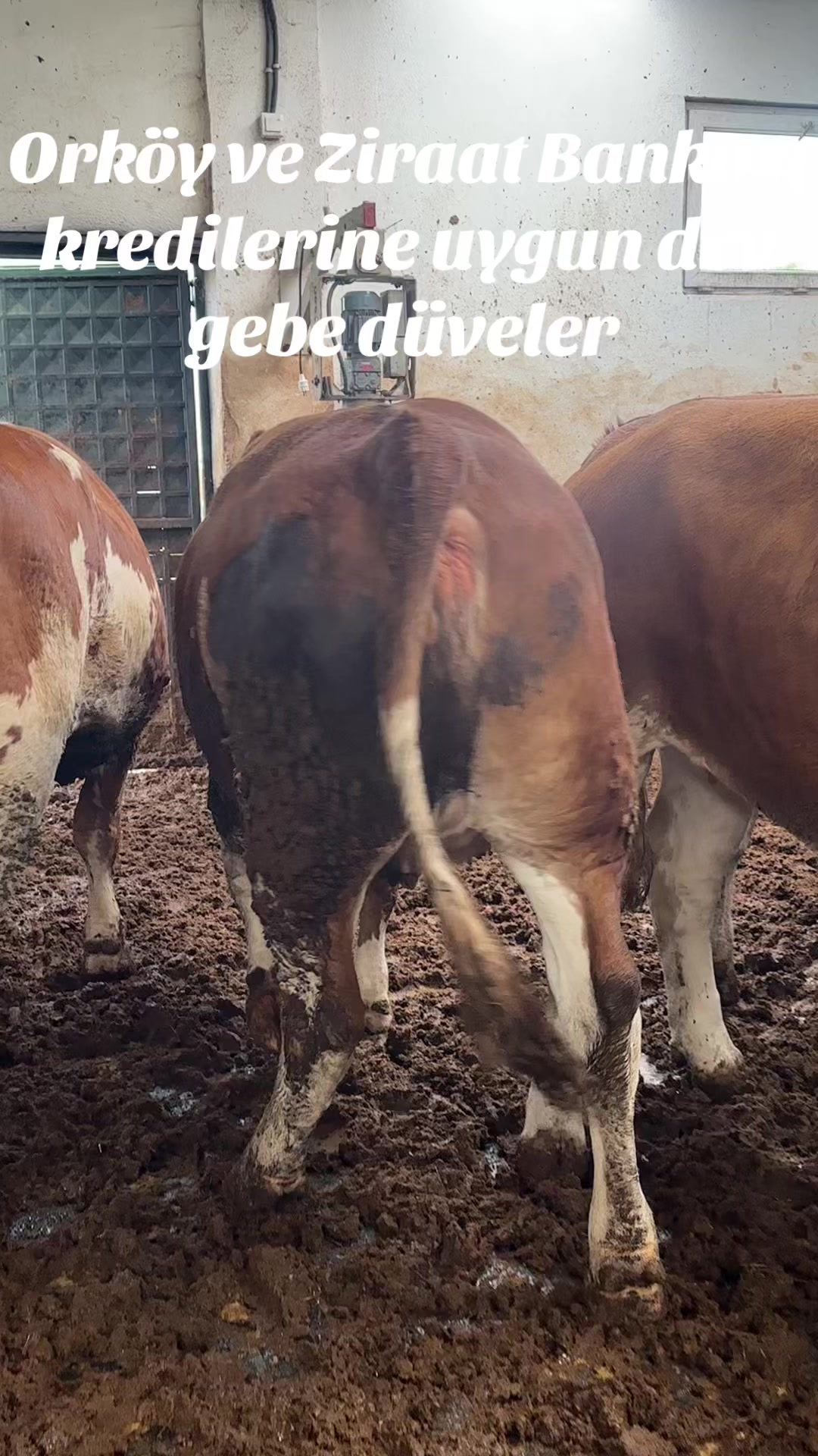 @Birol Çakıroğlu