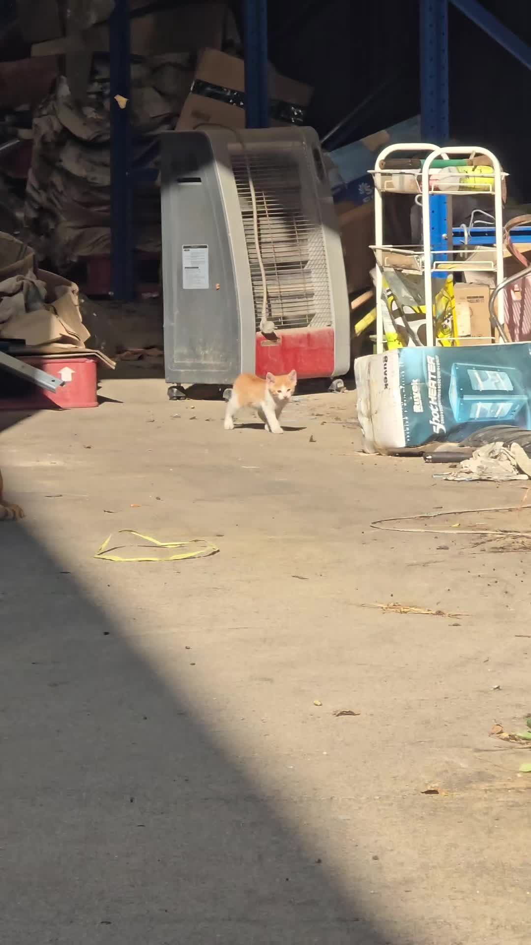@고양이 형아