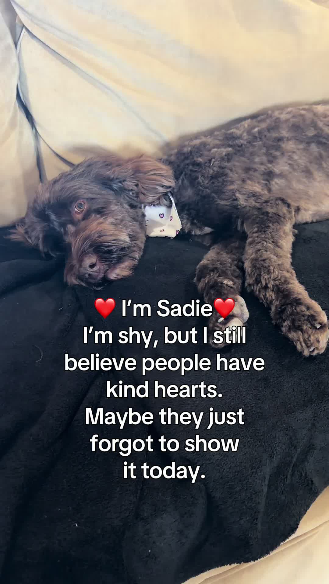 @Sadie the Doodle