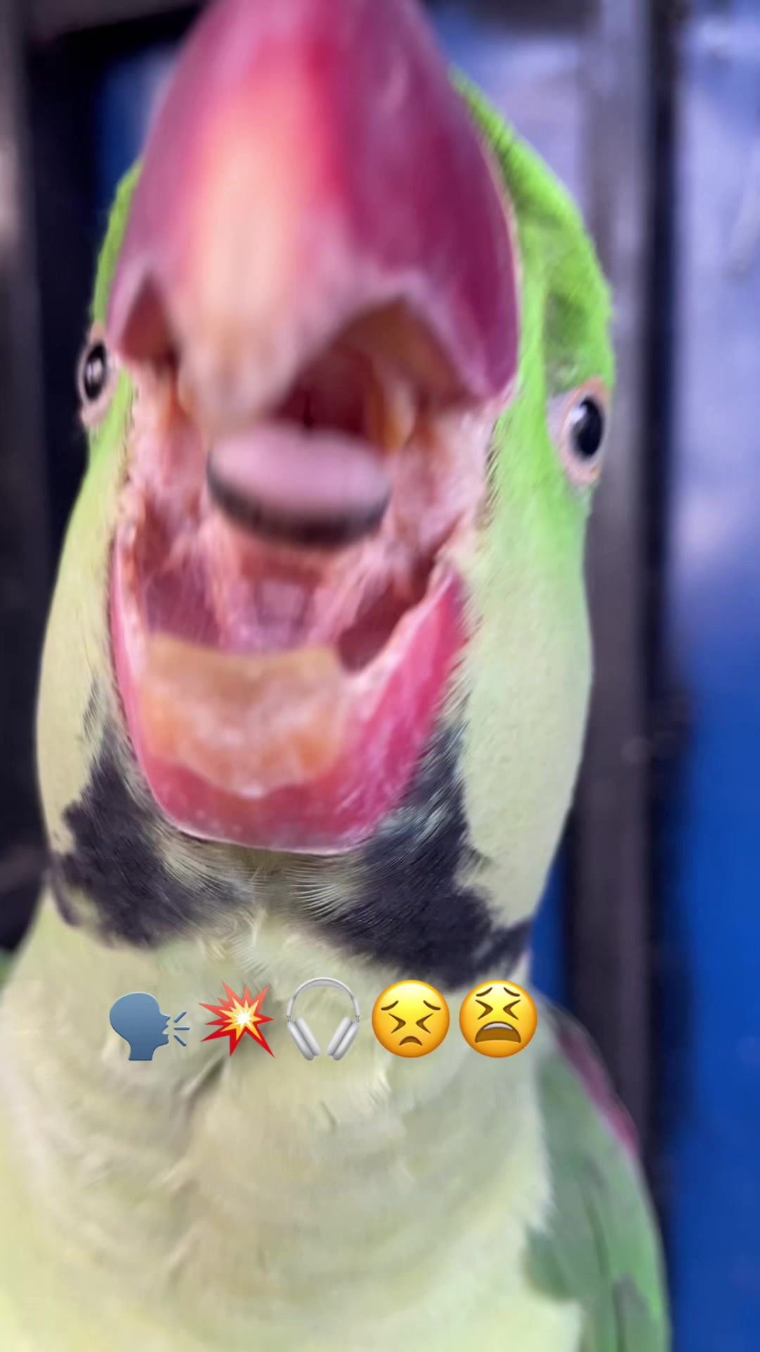 @Chatteringbeaks