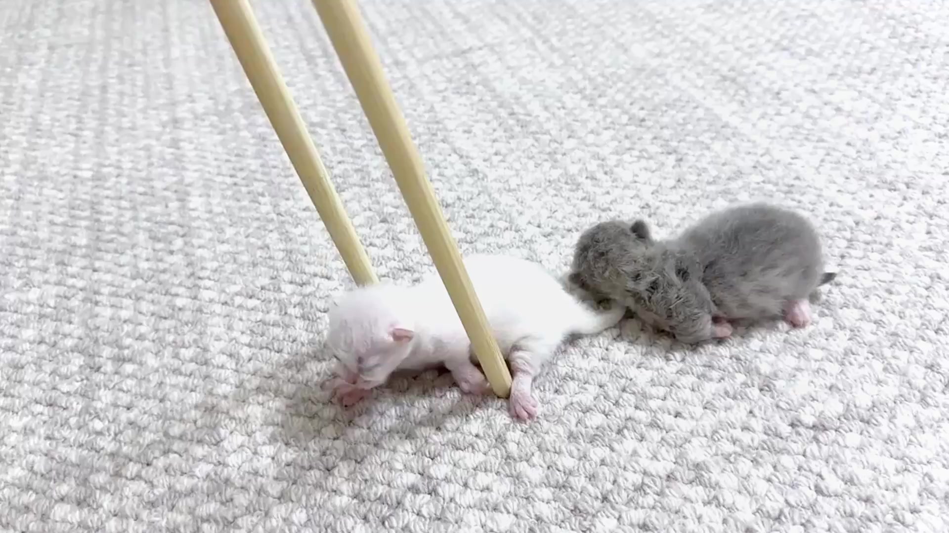 @catbosssss