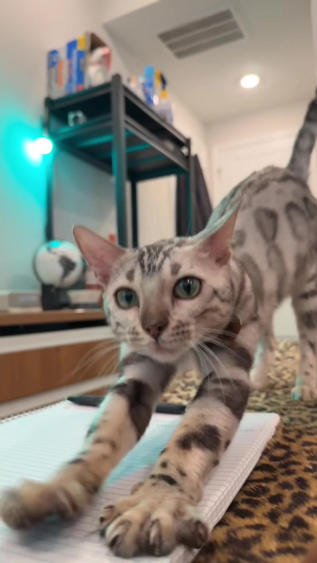 @Sagethebengal