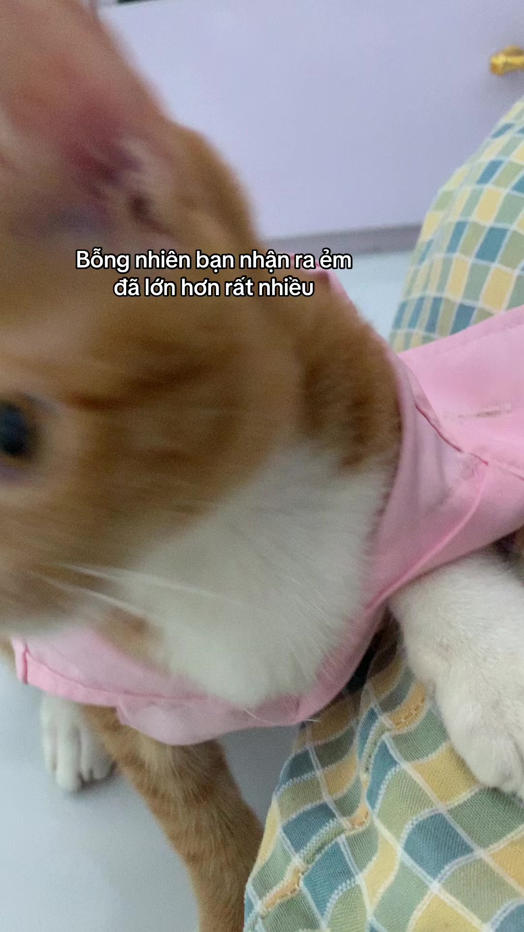 @Trú mèo tên mimi
