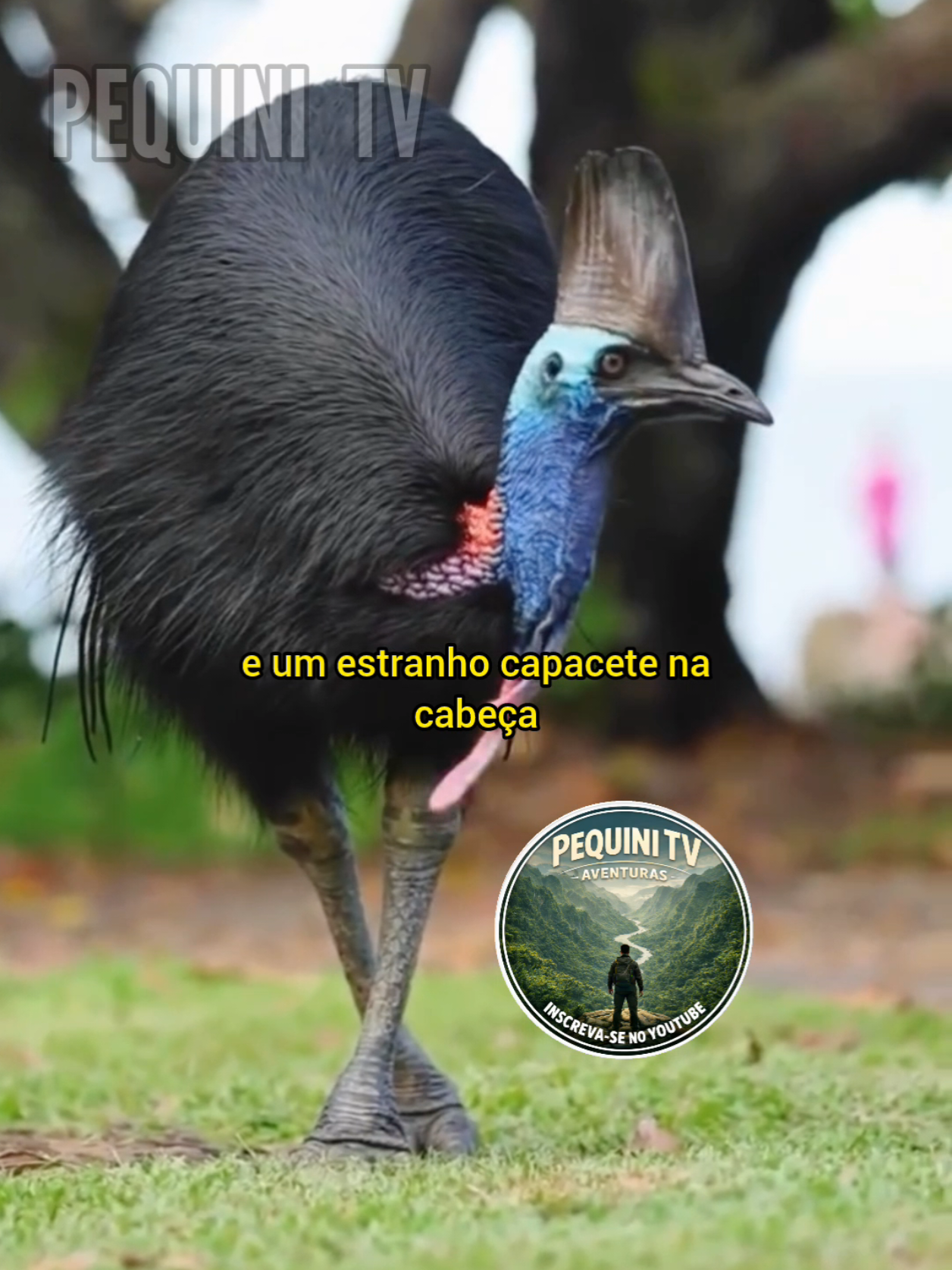 @PEQUINI TV