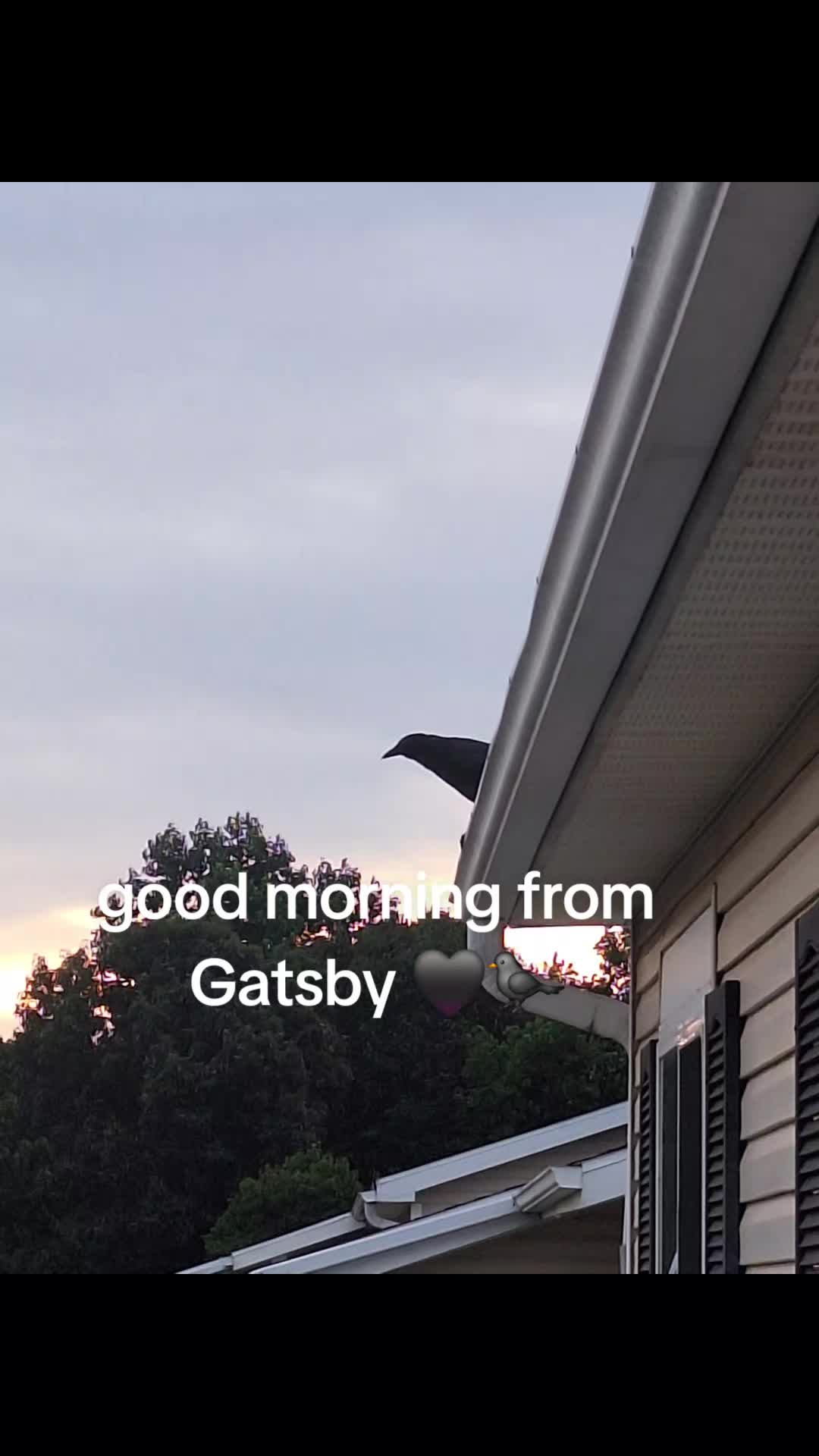 @🖤
