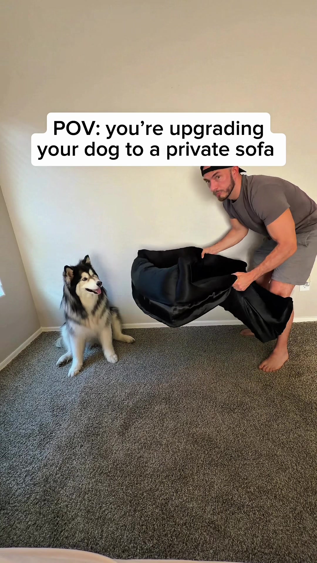 @Bandit The Husky