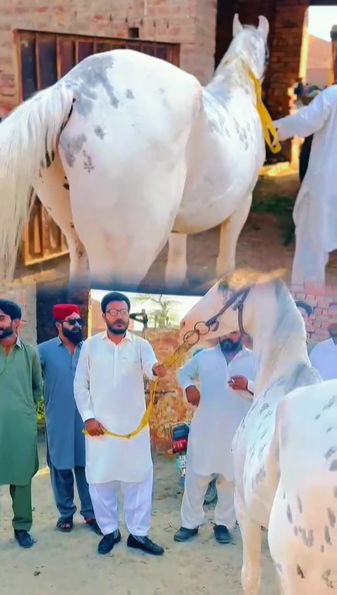 @چوہدری علی گجر 🚩