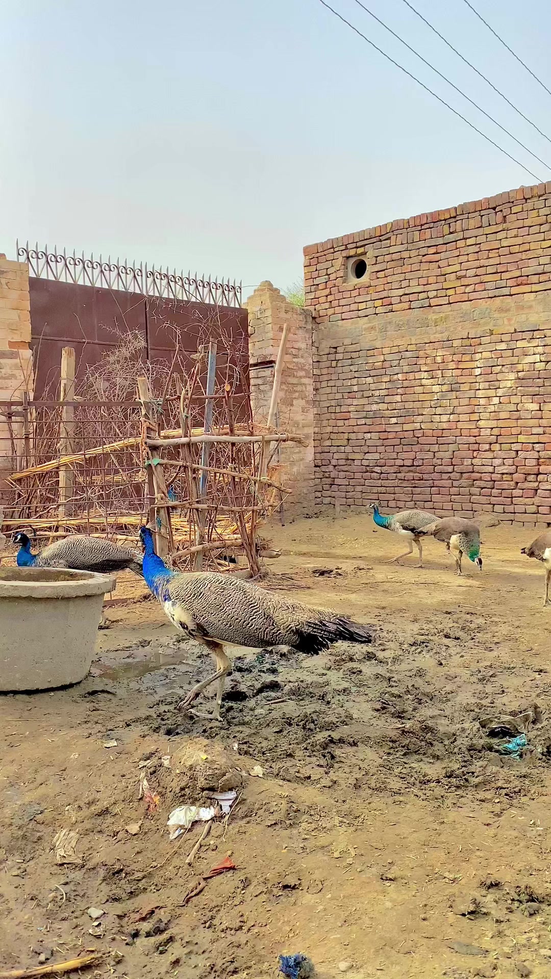 @Iftikhar_Wassan 𓆩♡𓆪🧸