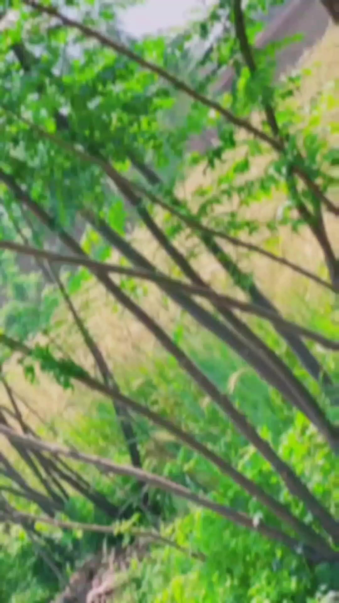 @𝒁𝒐𝑯𝑨𝒊𝑩