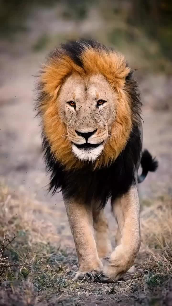 @Guzzicar🦁
