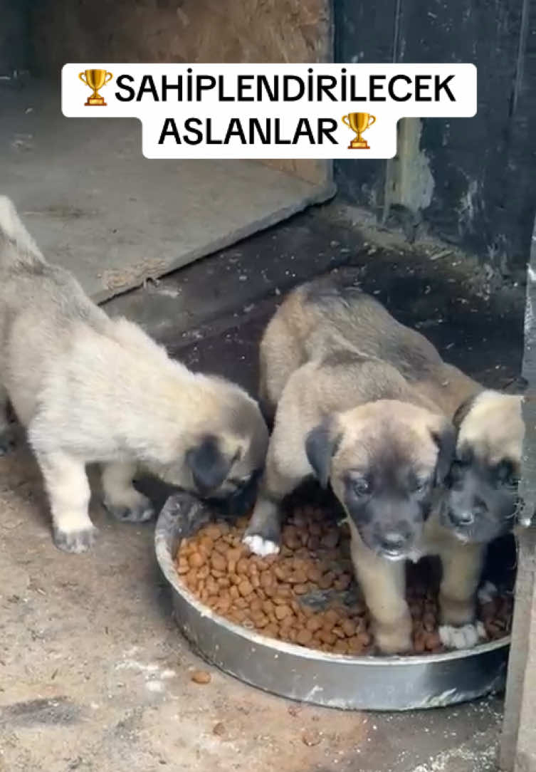 @ANADOLU ASLANLARI🐶🇹🇷