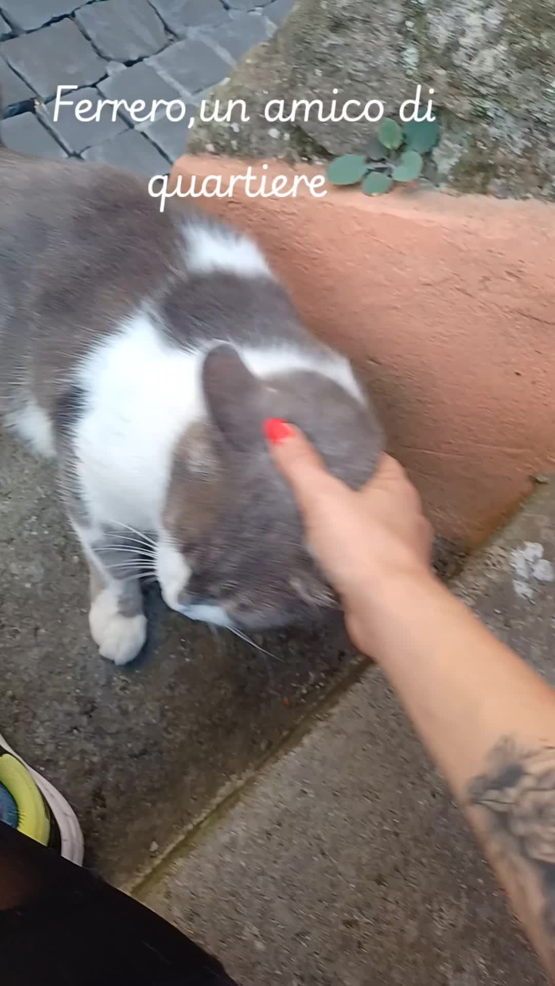 @amica dei gatti