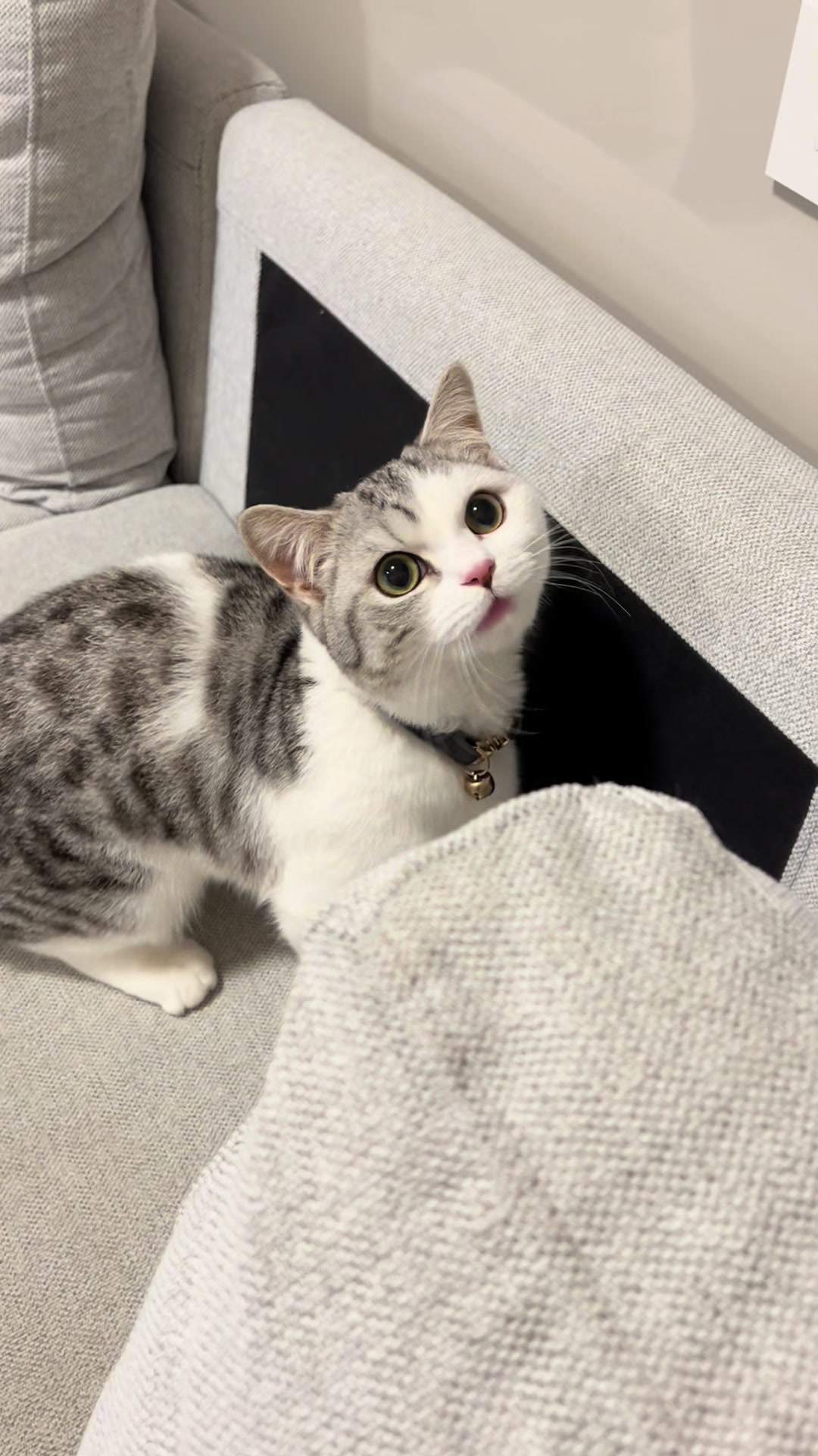 @短足マンチのえる♂