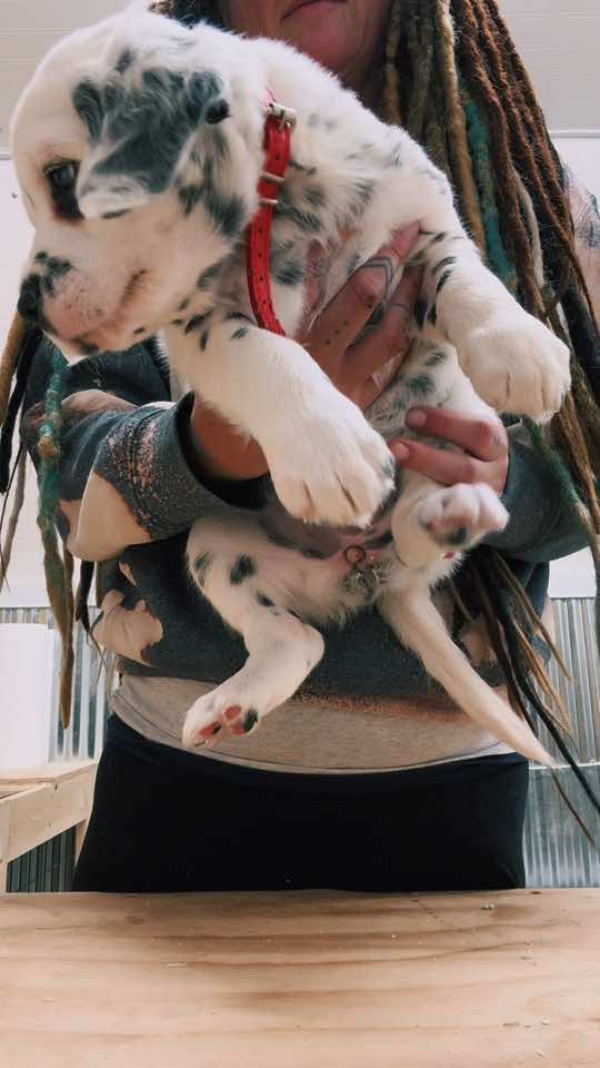 @Darling Dalmatians