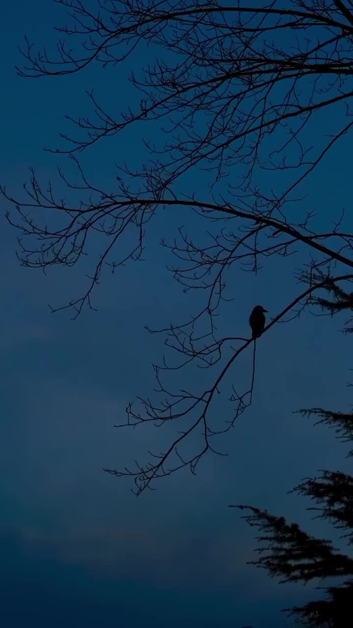@𝒜𝐻𝑀𝐸🌸
