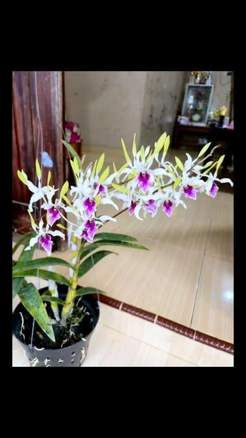 @Anarda Orchids