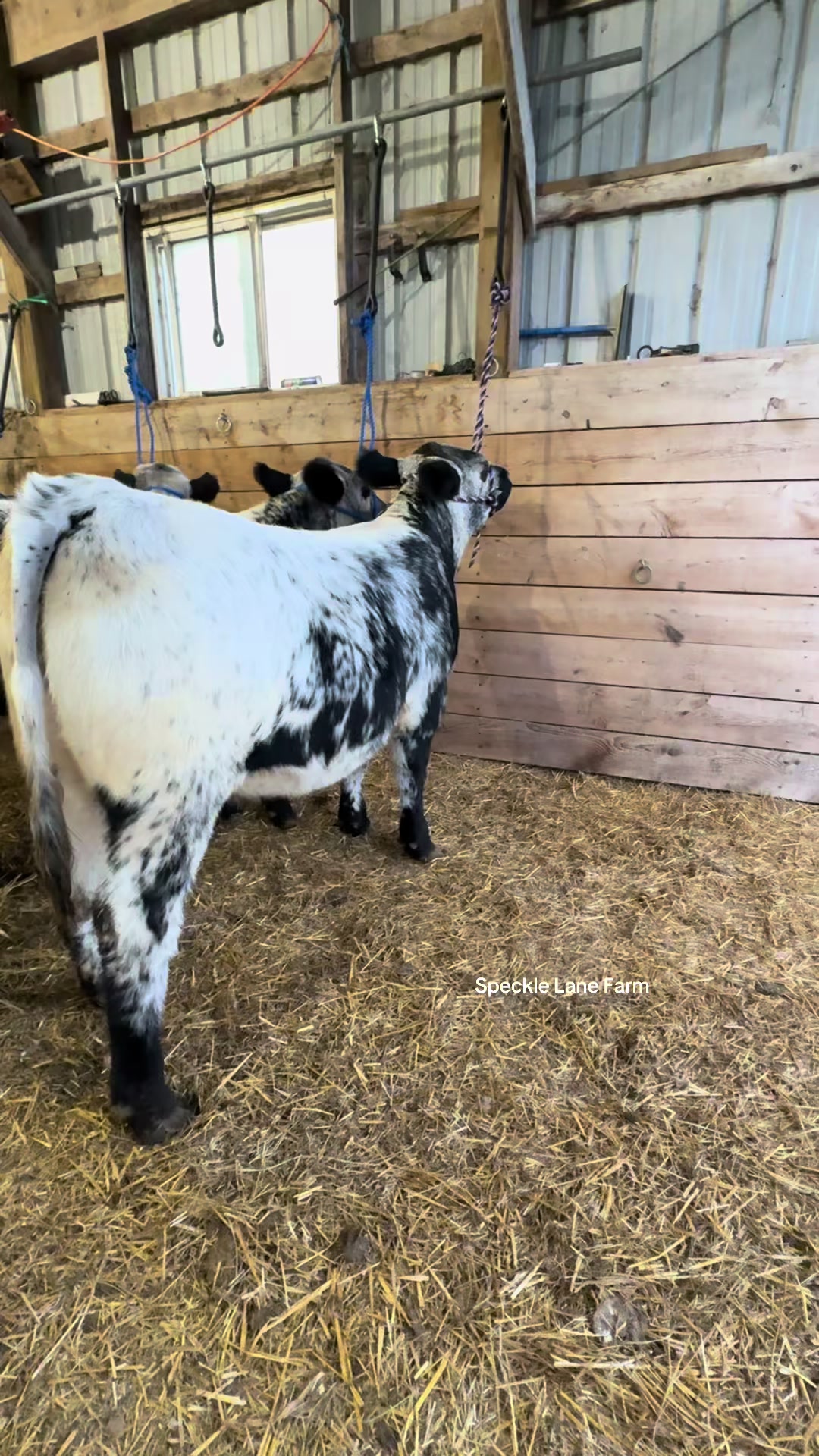 @Speckle Park Cattle