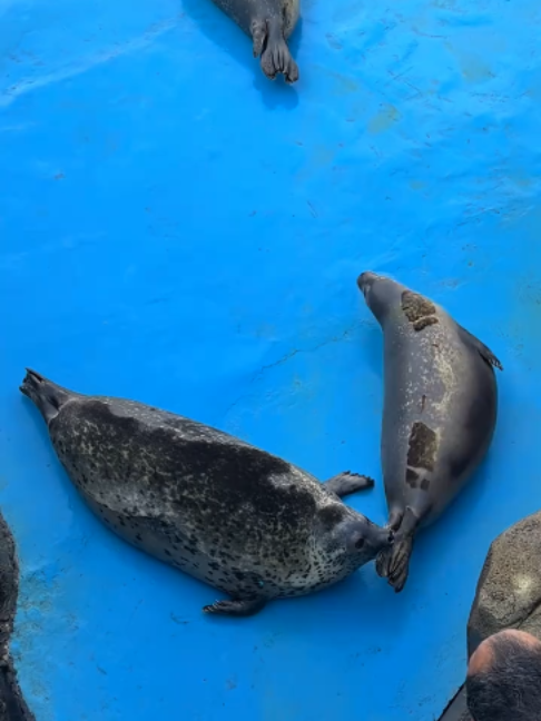 @Seal