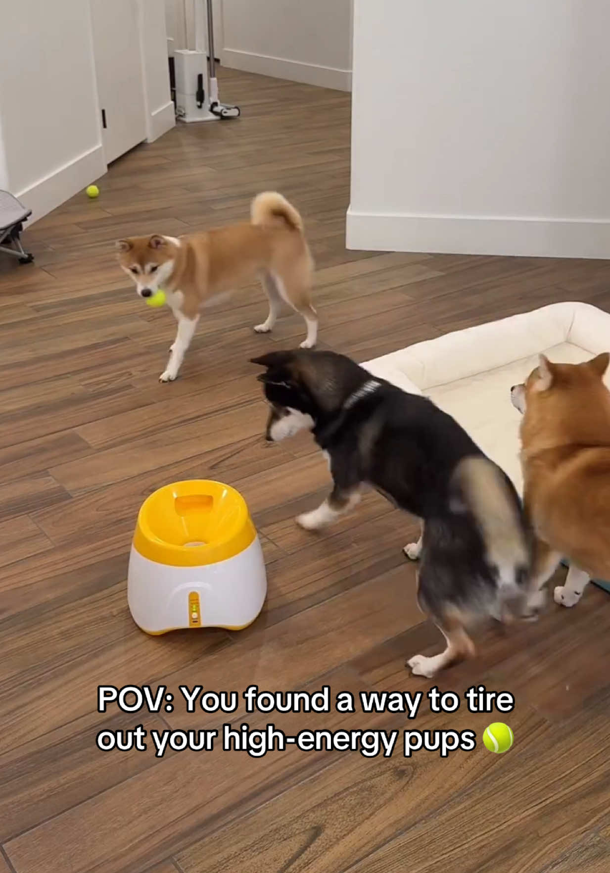 @Flock of Shibas 🐕🐕🐕