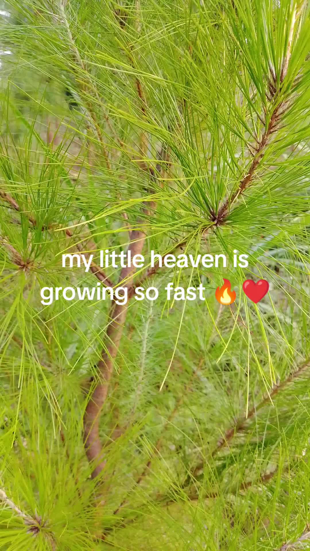 @Blessed Blaise