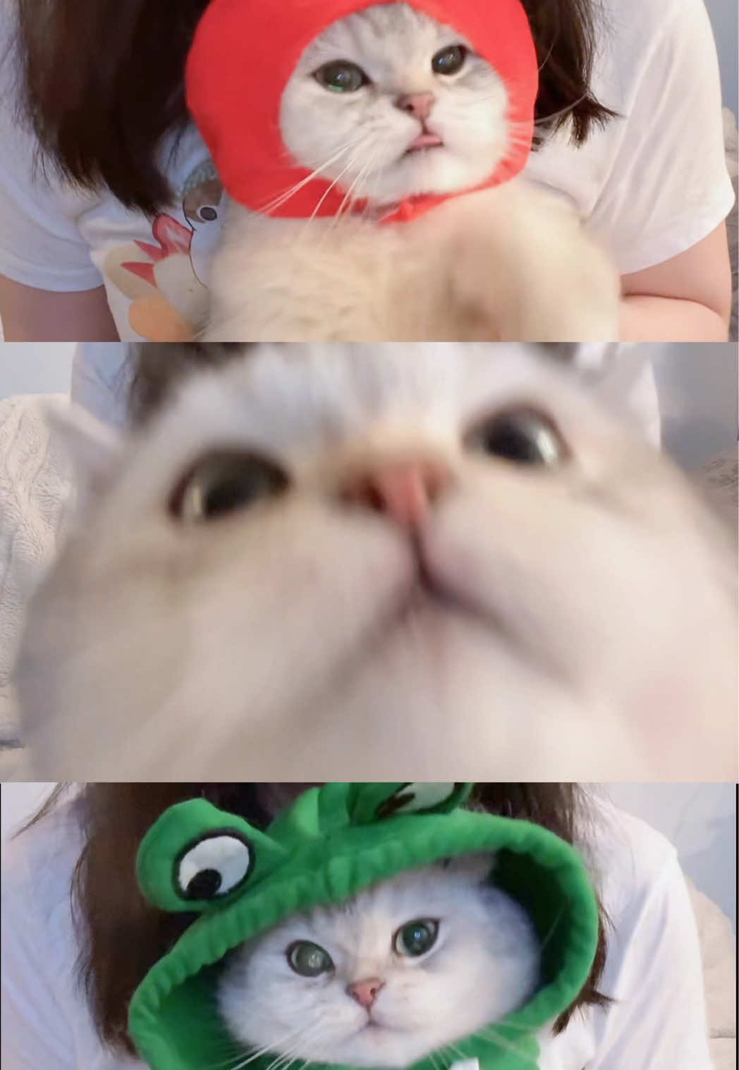 @Ollie the Cat