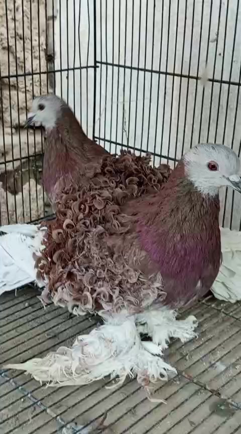 @royal birds